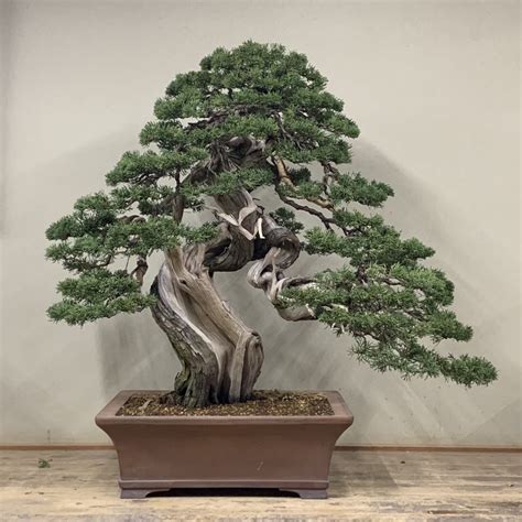 豆梨盆栽|豆盆栽部落/mini bonsai club